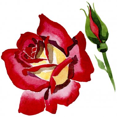 Kır çiçeği iki renkli koyu kırmızı gül çiçek izole bir suluboya tarzında.