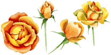 Kır çiçeği gül çiçek izole bir suluboya tarzında.