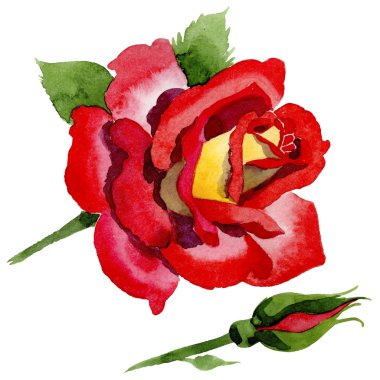 Kır çiçeği iki renkli koyu kırmızı gül çiçek izole bir suluboya tarzında.