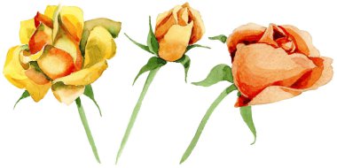 Kır çiçeği gül çiçek izole bir suluboya tarzında.