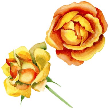 Kır çiçeği gül çiçek izole bir suluboya tarzında.