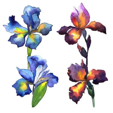 Kır çiçeği Iris çiçek izole bir suluboya tarzında.