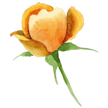 Kır çiçeği gül çiçek izole bir suluboya tarzında.