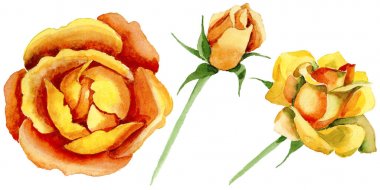 Kır çiçeği gül çiçek izole bir suluboya tarzında.