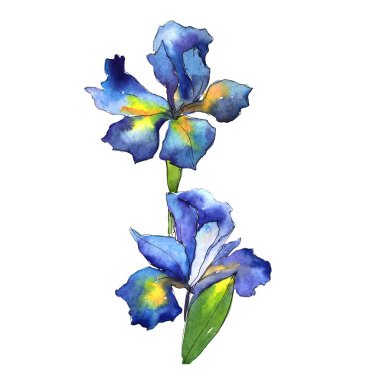 Kır çiçeği Iris çiçek izole bir suluboya tarzında.