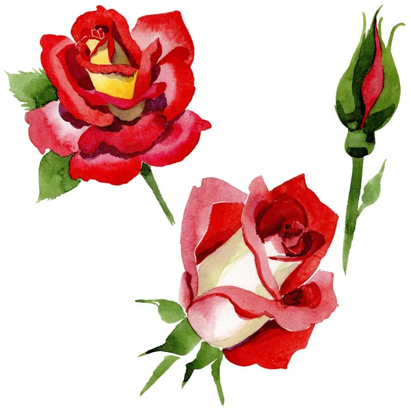 野花双色暗红色玫瑰花在水彩风格隔绝. — 图库照片