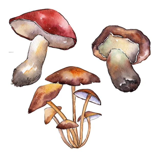 Champignons gezond voedsel in een aquarel stijl geïsoleerd. — Stockfoto