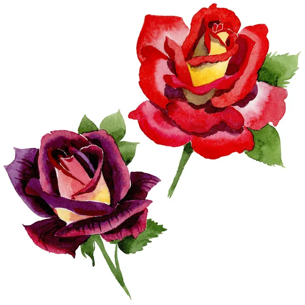 Цветок двухцветный темно-красный розовый цветок в акварельном стиле изолирован . — стоковое фото