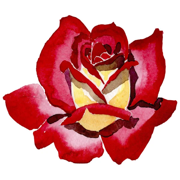 Kır çiçeği iki renkli koyu kırmızı gül çiçek izole bir suluboya tarzında. — Stok fotoğraf