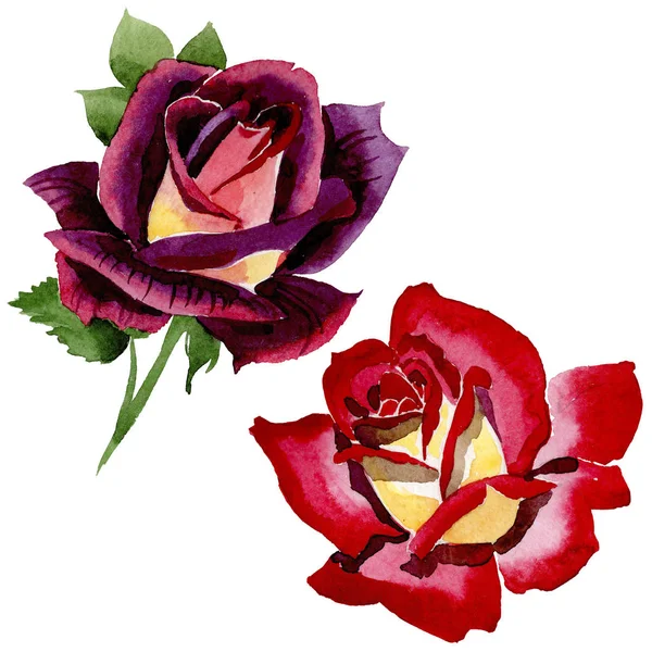 Flor silvestre de duas cores vermelho escuro rosa flor em um estilo aquarela isolado . — Fotografia de Stock