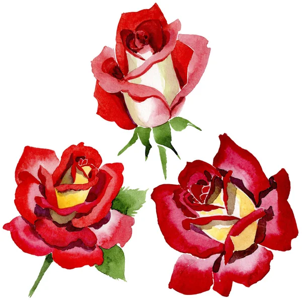 野花双色暗红色玫瑰花在水彩风格隔绝. — 图库照片