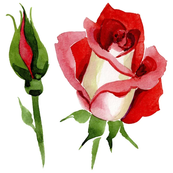 Wildflower two-color dark red rose flower in a watercolor style isolated. — Stock Photo, Image