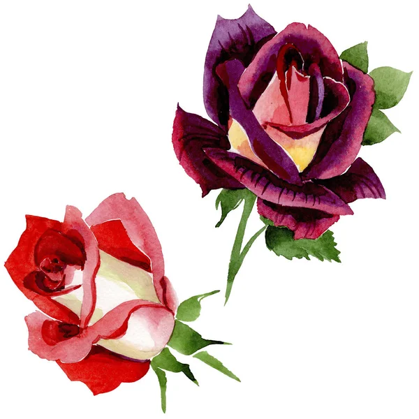 Wildflower twee kleuren donker rood roze bloem in een aquarel stijl geïsoleerd. — Stockfoto