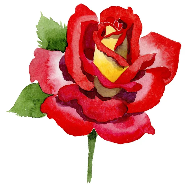 야생화 2 색 어두운 빨간색 장미 꽃 수채화 스타일 절연. — 스톡 사진