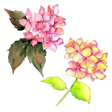 Kır çiçeği ortanca çiçek izole bir suluboya tarzında.