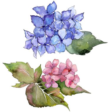 Kır çiçeği ortanca çiçek izole bir suluboya tarzında.