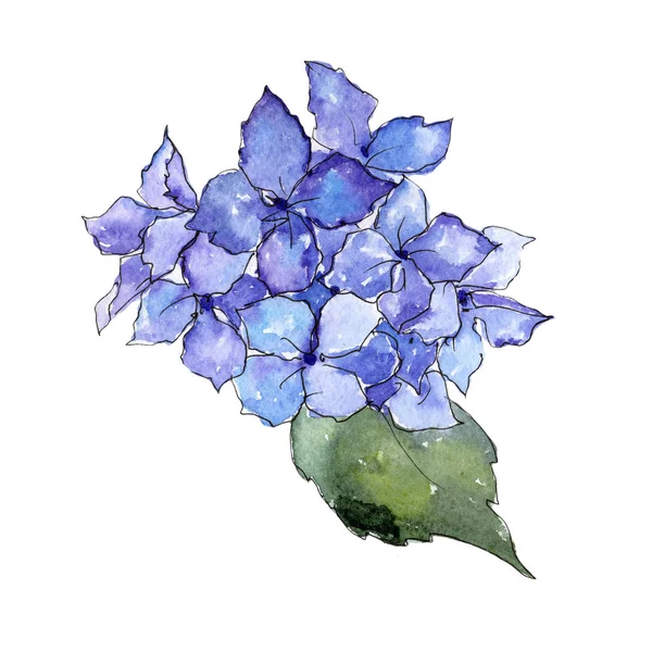 Flor de hortênsia de flor silvestre em um estilo aquarela isolado . — Fotografia de Stock