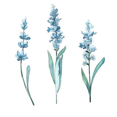 Kır çiçeği lavanta çiçek izole bir suluboya tarzında.