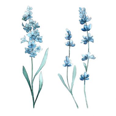 Kır çiçeği lavanta çiçek izole bir suluboya tarzında.