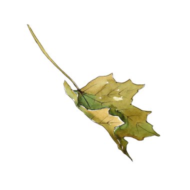 Akçaağaç yaprakları izole bir suluboya tarzında.