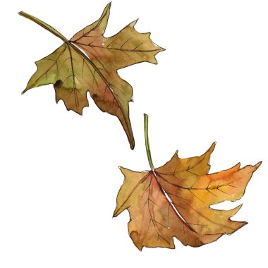 Akçaağaç yaprakları izole bir suluboya tarzında.