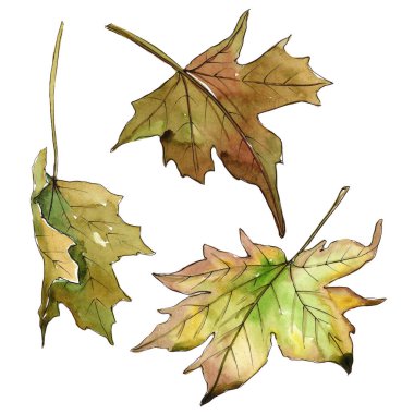 Akçaağaç yaprakları izole bir suluboya tarzında.