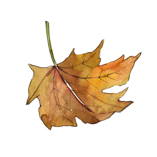 मेपल पत्तियां एक वाटर कलर शैली में अलग . — स्टॉक फ़ोटो, इमेज