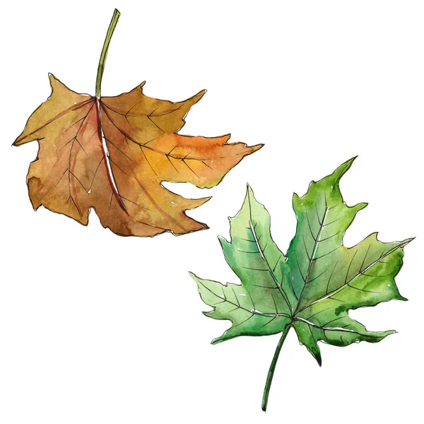 分離された水彩画のカエデの葉. — ストック写真