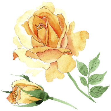 Sarı kır çiçeği çay-hibrid gül çiçek izole bir suluboya tarzında.