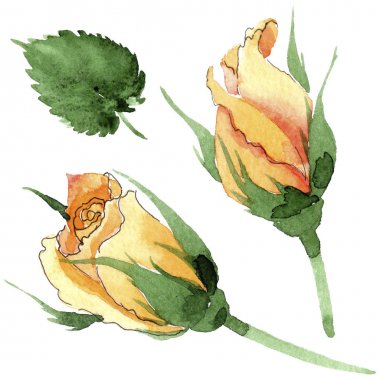 Sarı kır çiçeği çay-hibrid gül çiçek izole bir suluboya tarzında.