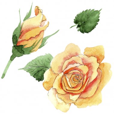 Sarı kır çiçeği çay-hibrid gül çiçek izole bir suluboya tarzında.