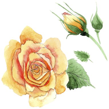 Sarı kır çiçeği çay-hibrid gül çiçek izole bir suluboya tarzında.