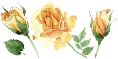 Sarı kır çiçeği çay-hibrid gül çiçek izole bir suluboya tarzında.