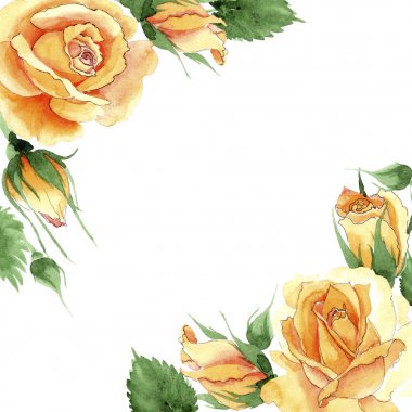 Kır çiçeği sarı çay-hibrid gül suluboya tarzında çerçeve çiçek.