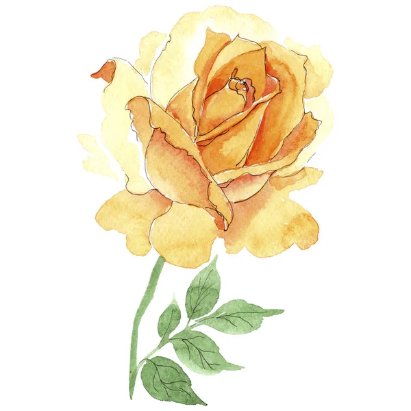 Wildflower żółta herbata hybrydowe róże kwiat w stylu przypominającym akwarele na białym tle. — Zdjęcie stockowe