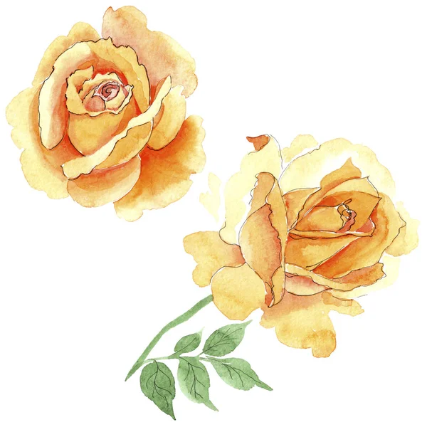 Wildflower yellow tea-hybrid roses flower in a watercolor style isolated. — Stock Photo, Image