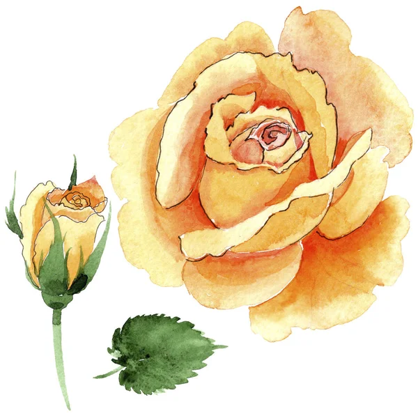 野花黄色茶-混合玫瑰花在水彩样式隔绝了. — 图库照片
