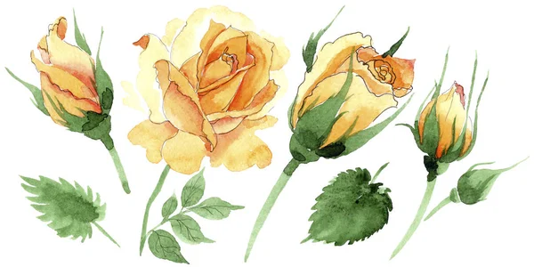 Flor de rosas de chá-híbrido amarelo Wildflower em um estilo aquarela isolado . — Fotografia de Stock