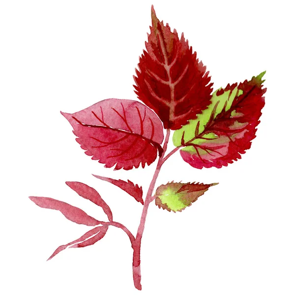 Leaves of rose in a watercolor style isolated. — Stock Photo, Image