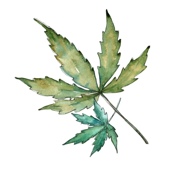 Cannabis bladeren in een aquarel stijl geïsoleerd. — Stockfoto