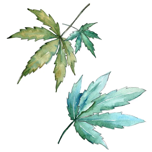 Foglie di cannabis isolate in stile acquerello . — Foto Stock