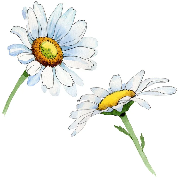 Wildflower kamille bloem in een aquarel stijl geïsoleerd. — Stockfoto