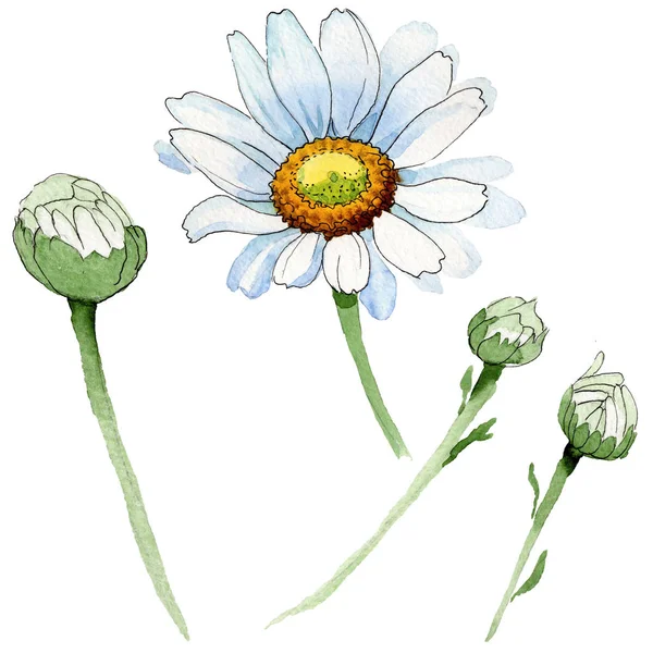 Flor de camomila Wildflower em um estilo aquarela isolado . — Fotografia de Stock