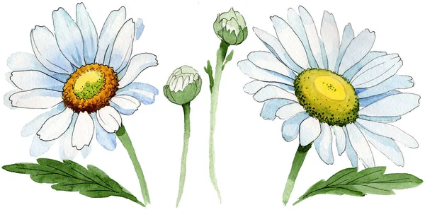 Flor de camomila Wildflower em um estilo aquarela isolado . — Fotografia de Stock
