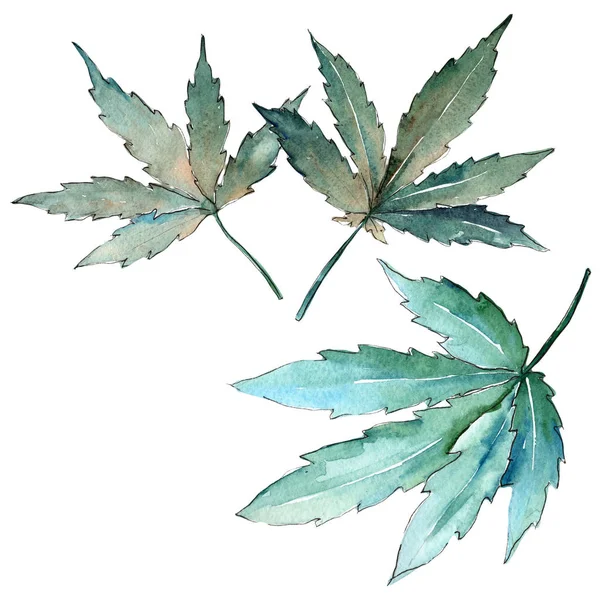 Folhas de cannabis em um estilo aquarela isolado . — Fotografia de Stock