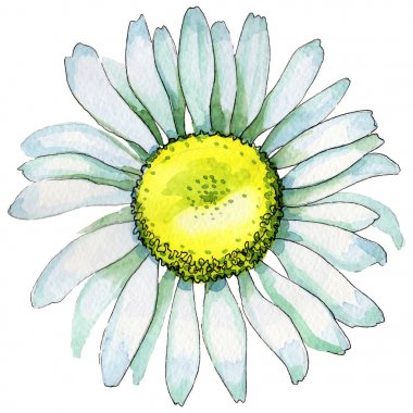 Kır çiçeği papatya çiçek izole bir suluboya tarzında.