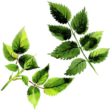 Yaprakları gül izole bir suluboya tarzında.