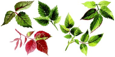 Yaprakları gül izole bir suluboya tarzında.