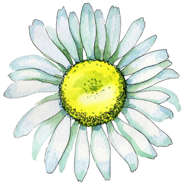Kır çiçeği papatya çiçek izole bir suluboya tarzında.