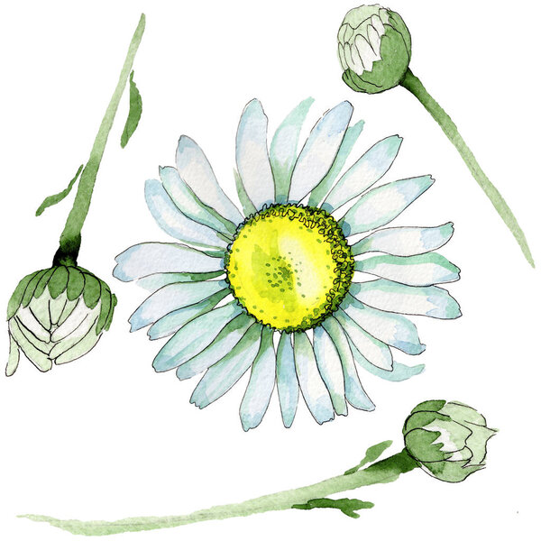 Цветок ромашки в акварельном стиле изолирован
.
